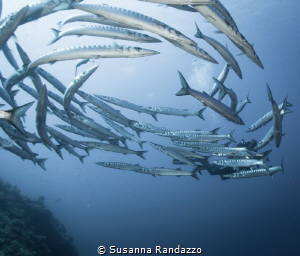 underwater life, Ustica island by Susanna Randazzo 